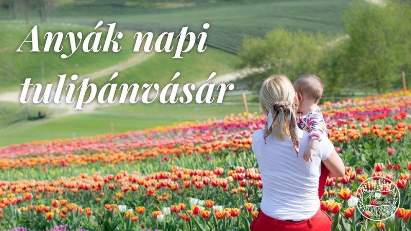 2022. Anyák napi tulipánvásár