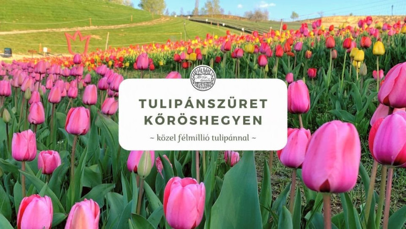 2023. Tulipánszüret Kőröshegyen