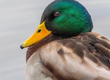 A Balatonon telelő madarak - előadás Balatonföldváron