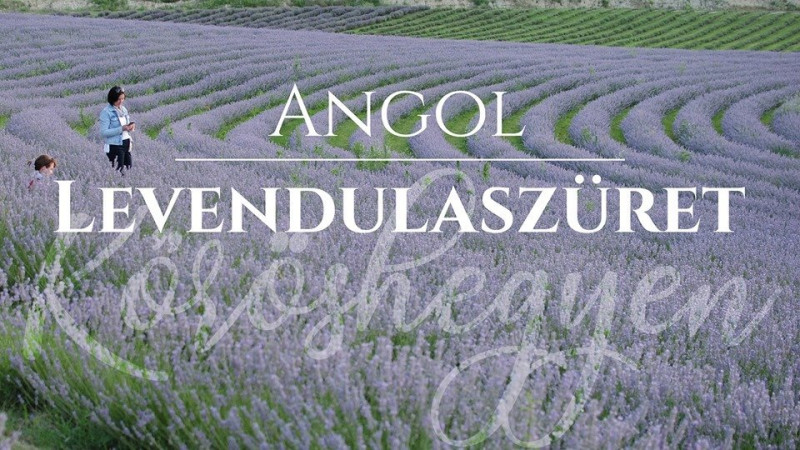 Angol levendulaszüret a Kőröshegyi Levendulásban