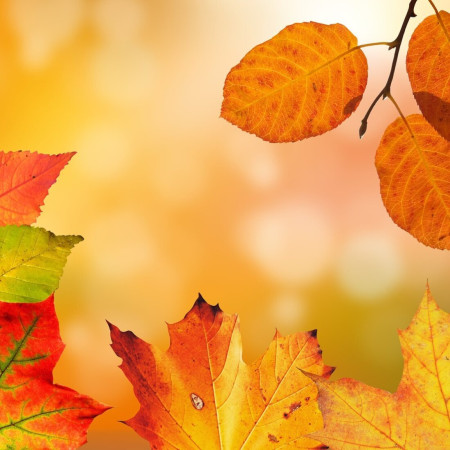 Balatonlellei Őszvarázs 2025