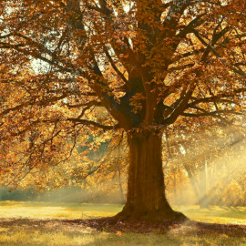 Balatonlellei Őszvarázs
