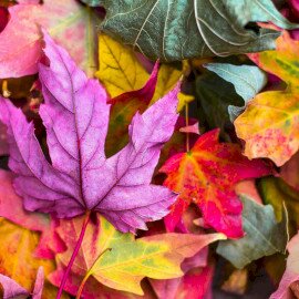 Éld át az őszt! - hétvége a Kőröshegyi Levendulásban!