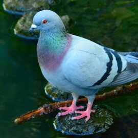 Galamb és kisállat kiállítás Balatonlellén