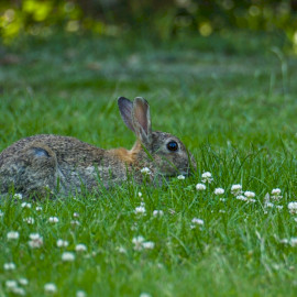 Húsvéti Park Megnyitó Balatonlellén