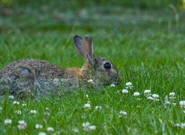 Húsvéti Park Megnyitó Balatonlellén