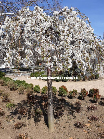I. Balatonföldvári tojásfa-díszítés