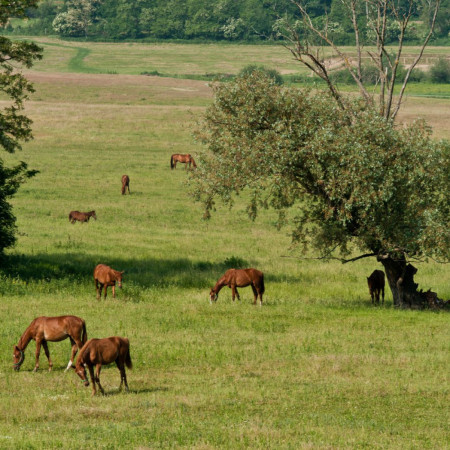 Kőröshegy