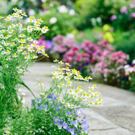 Legyen színes a kertünk! Vetélkedő Balatonföldváron