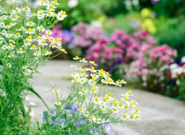 Legyen színes a kertünk! Vetélkedő Balatonföldváron