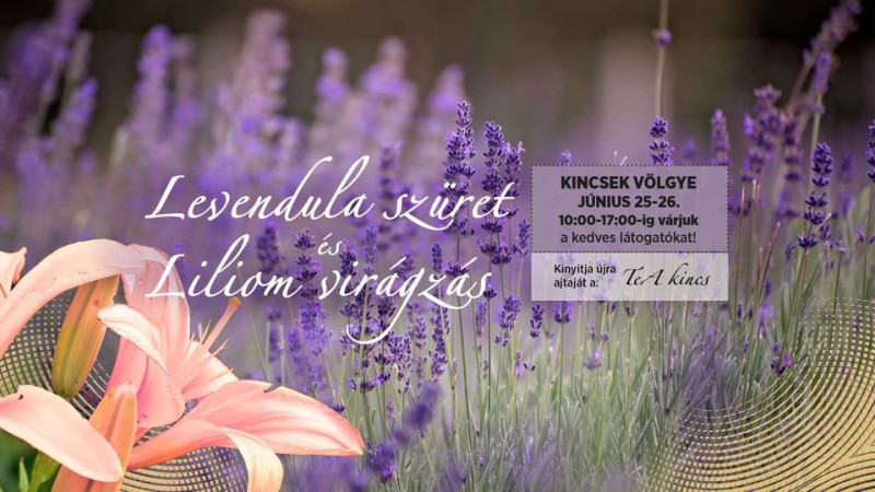 Levendula szüret és Liliom virágzás