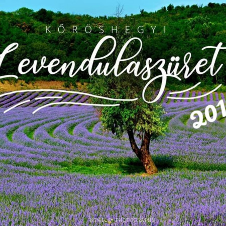 Levendulaszüret