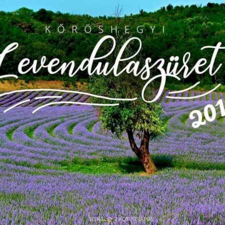 Levendulaszüret