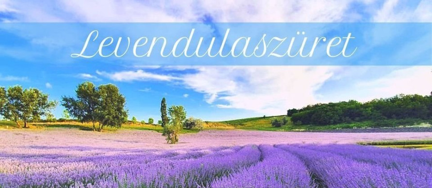 Levendulaszüret Kőröshegyen