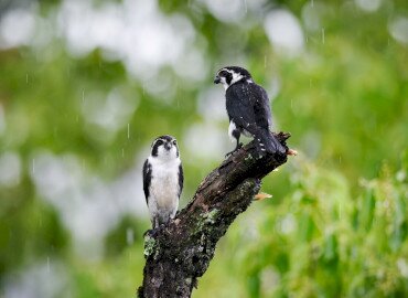 Madarak és Fák napja