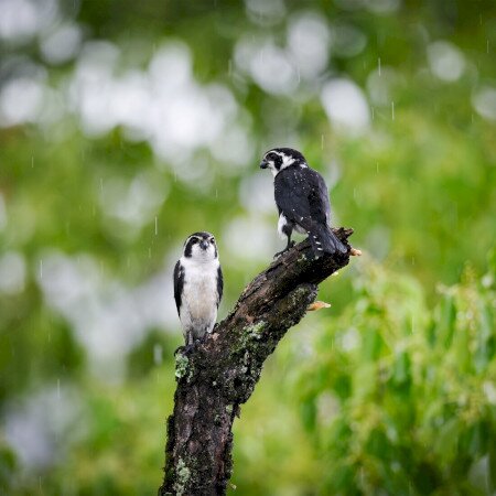 Madarak és Fák napja