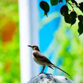 Madarak és fák napja - Fülemüle séta Balatonföldváron