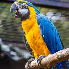 Majális - Májusi hétvége a Balatoni Madárkertben