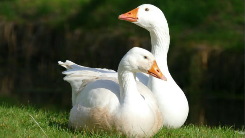 Márton-napi családi kemencés party Balatonszemesen