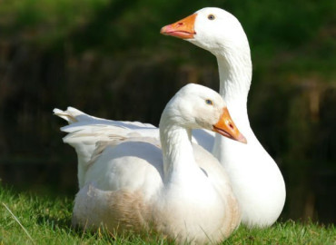 Márton-napi családi kemencés party Balatonszemesen