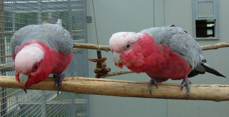 Nyár a Balatoni Madárkertben