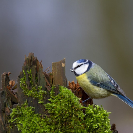 Örökifjak Klubja - Látogatás a Kereki Madárparkba