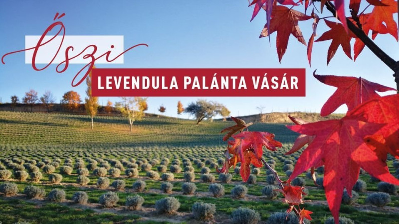 Őszi levendula palánta vásár Kőröshegyen
