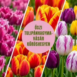 Őszi tulipánhagyma vásár a Kőröshegyi Levendulásban