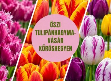 Őszi tulipánhagyma vásár a Kőröshegyi Levendulásban