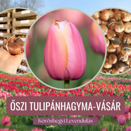 Őszi tulipánhagyma vásár a Kőröshegyi Levendulásban