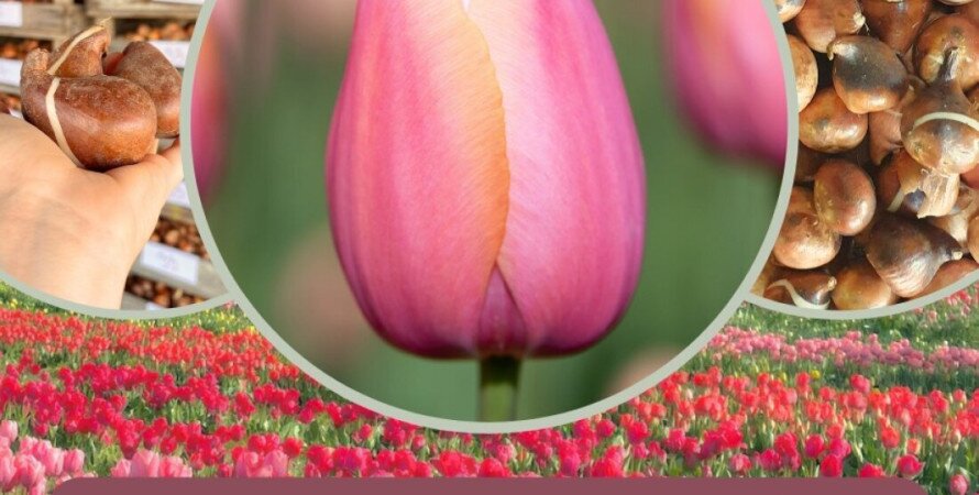 Őszi tulipánhagyma vásár a Kőröshegyi Levendulásban
