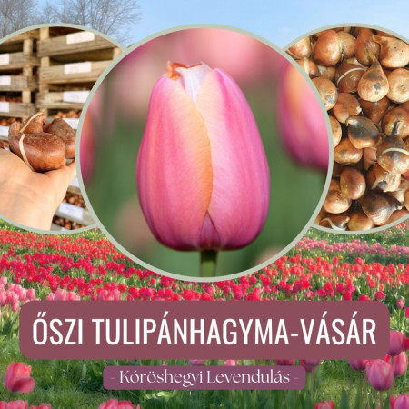 Őszi tulipánhagyma vásár a Kőröshegyi Levendulásban