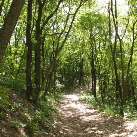 Parkerdő