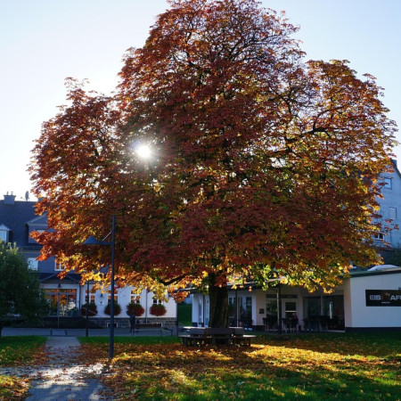 Pezsgés a gesztenyefa alatt