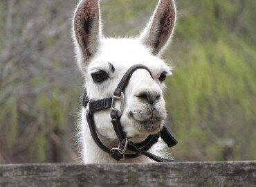 Rádpusztai Kalandkerék - Élménynap Rádpusztán