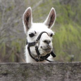 Rádpusztai Kalandkerék - Élménynap Rádpusztán