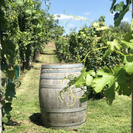 Szüreti felvonulás Balatonszemesen