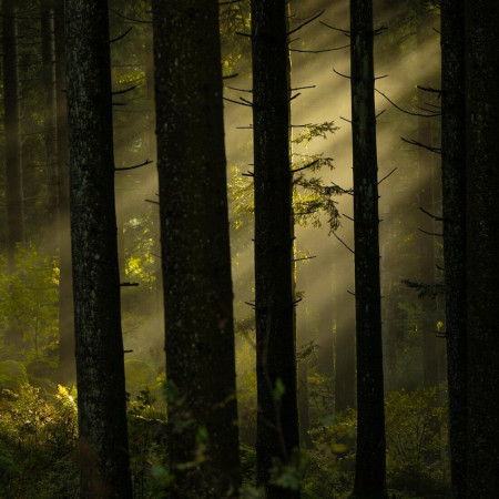 Téli évindító erdőfürdő Balatonföldváron