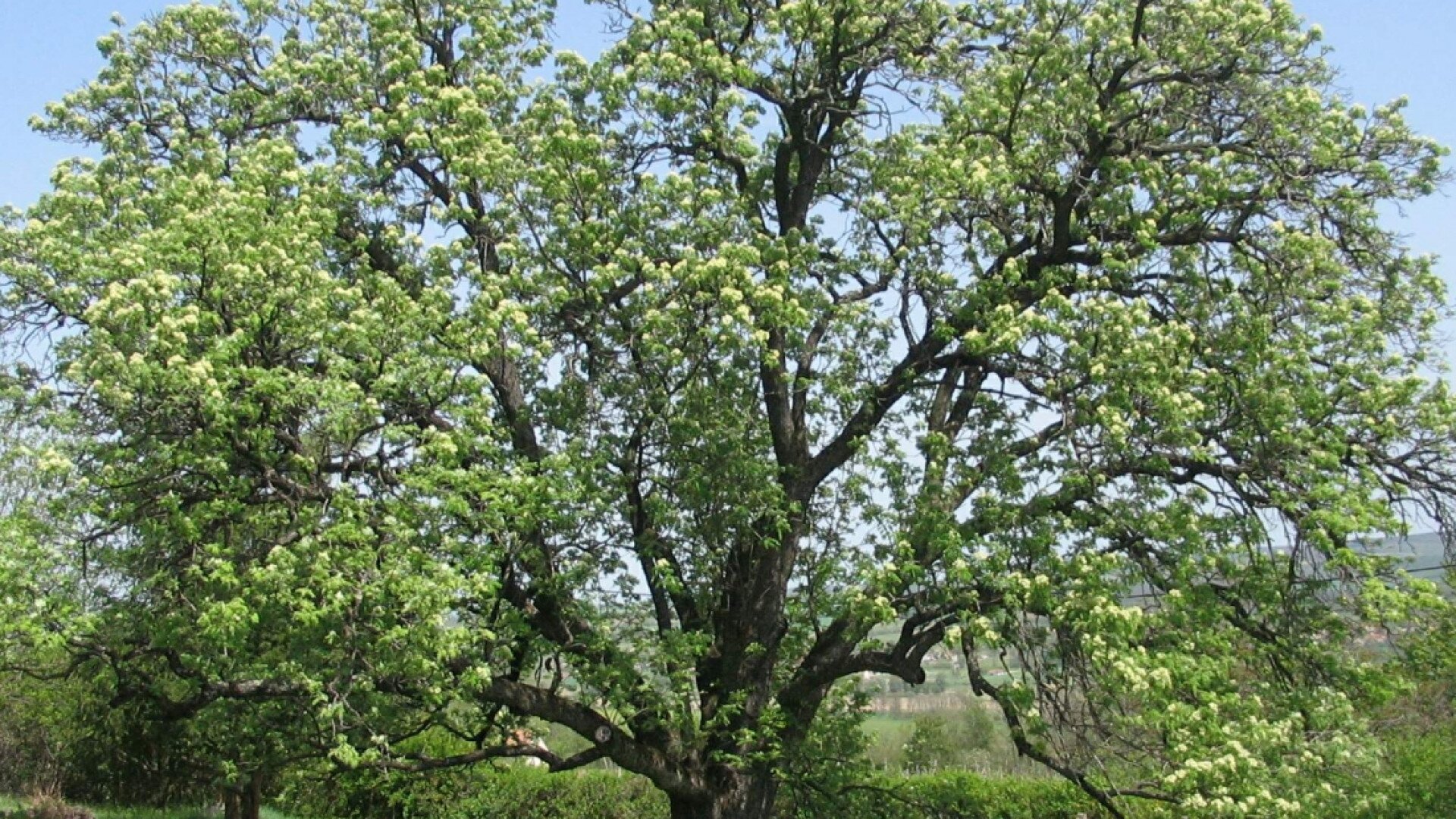 the-300-years-old-service-tree-place-details-balatonf-ldv-r