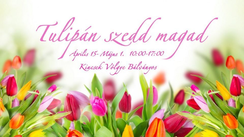Tulipán Szedd Magad Bálványoson