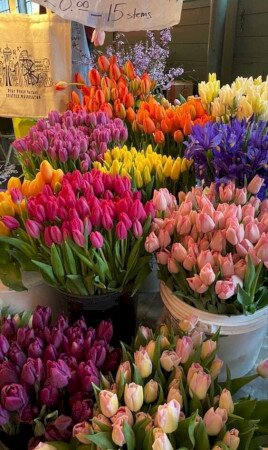 Tulipánfesztivál a SZÁNTÓDPUSZTAI MAJORSÁGBAN