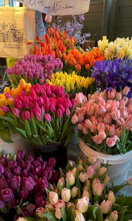 Tulipánfesztivál a SZÁNTÓDPUSZTAI MAJORSÁGBAN