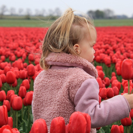 Tulipánhagyma Fesztivál Kőröshegyen