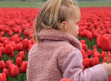 Tulipánszüret Kőröshegyen