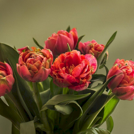Tulipánszüret Kőröshegyen