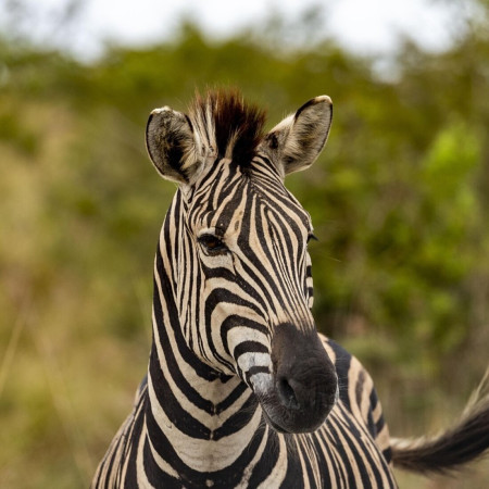 Zebra Bál Balatonföldváron