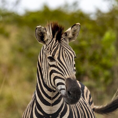 Zebra Bál Balatonföldváron