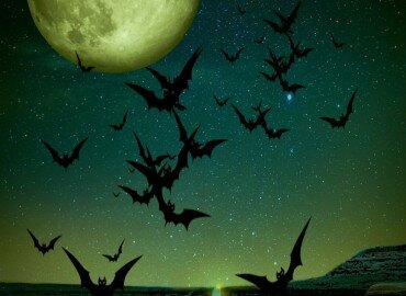 Zseblámpás szellem- és denevérvadászat Balatonlellén